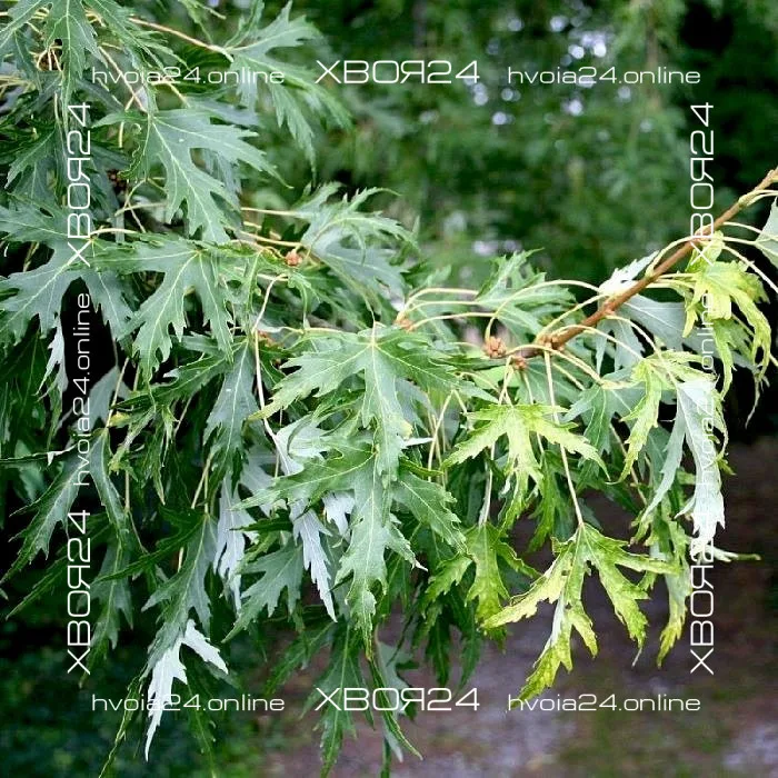  • ХВОЯ24
