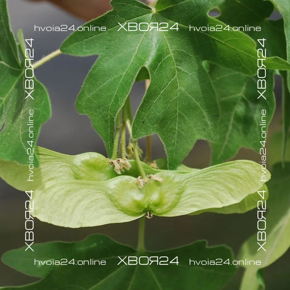  • ХВОЯ24