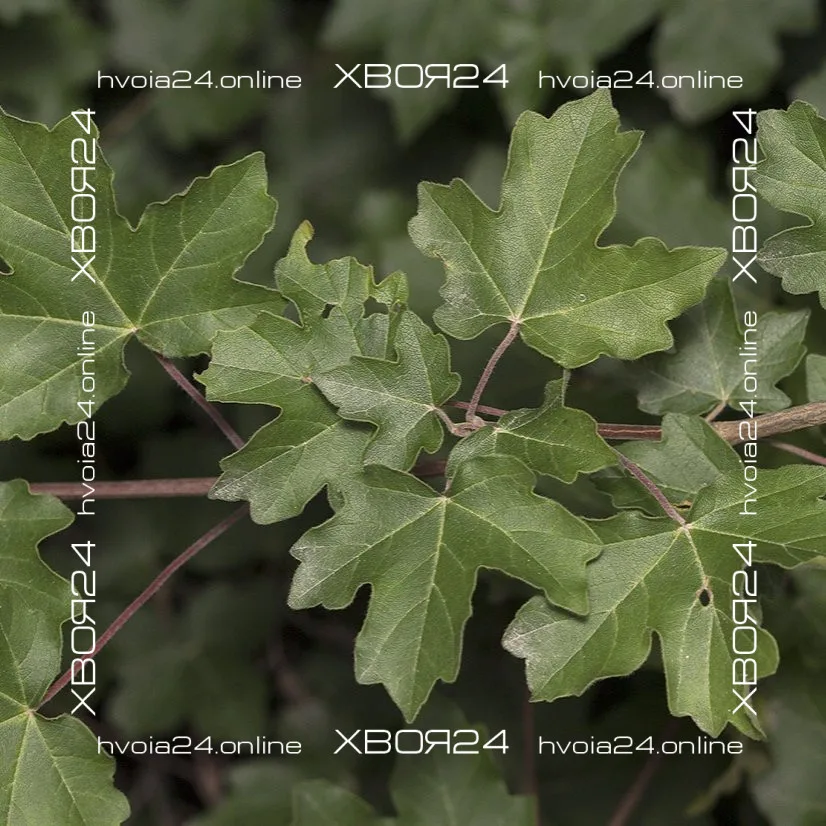  • ХВОЯ24