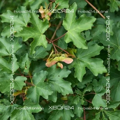  • ХВОЯ24