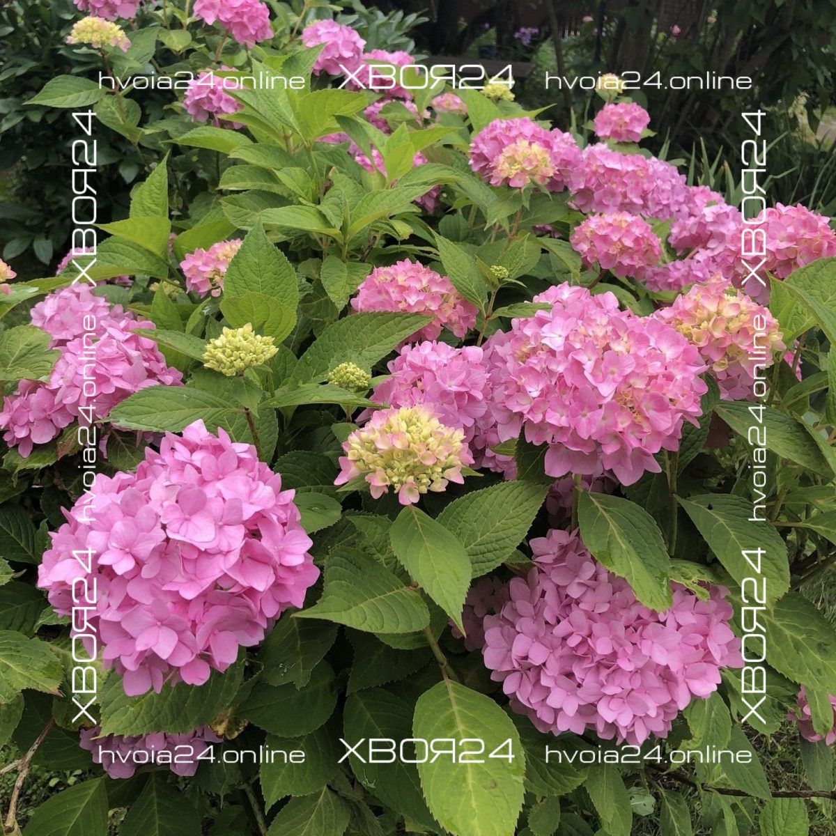  • ХВОЯ24