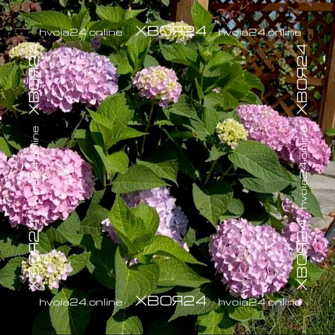  • ХВОЯ24