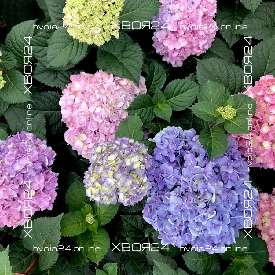  • ХВОЯ24
