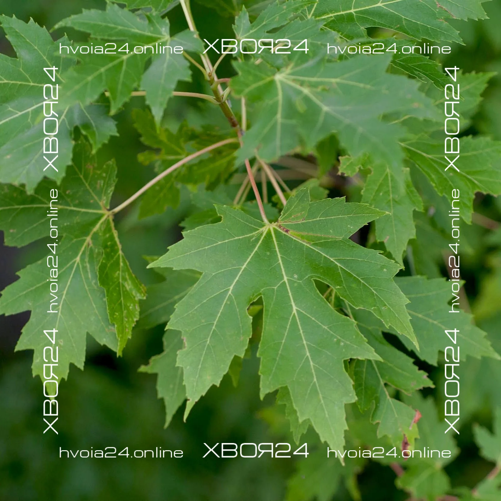  • ХВОЯ24