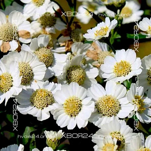  • ХВОЯ24