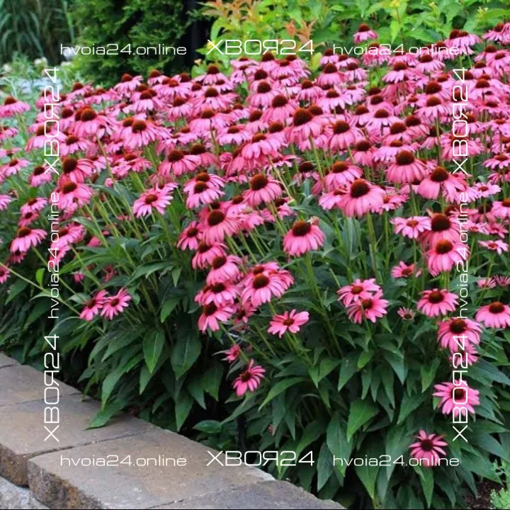  • ХВОЯ24