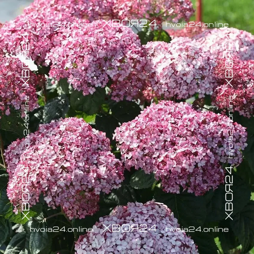  • ХВОЯ24