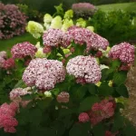  • ХВОЯ24