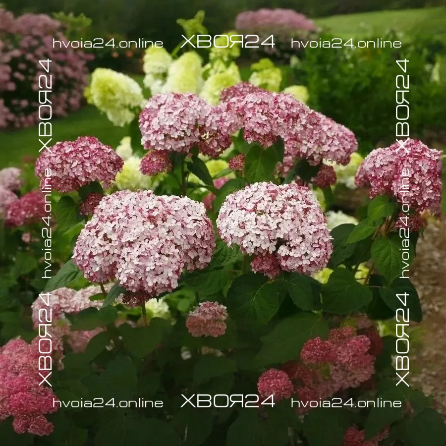  • ХВОЯ24