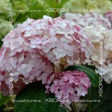  • ХВОЯ24