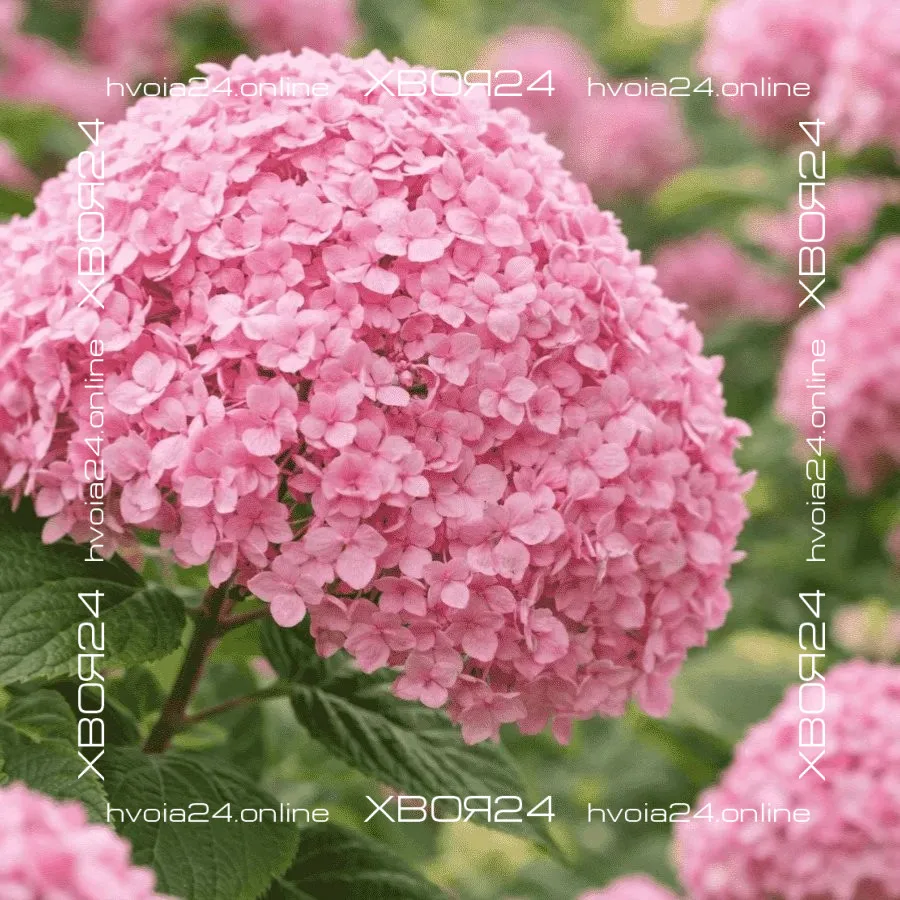 2026/07/37240-jpg.webp • ХВОЯ24 • Питомник растений у вас в кармане! • ХВОЯ24