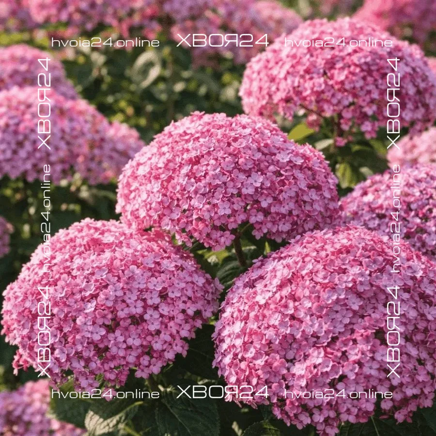  • ХВОЯ24
