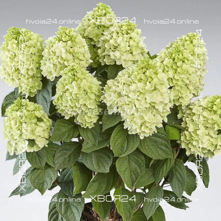  • ХВОЯ24