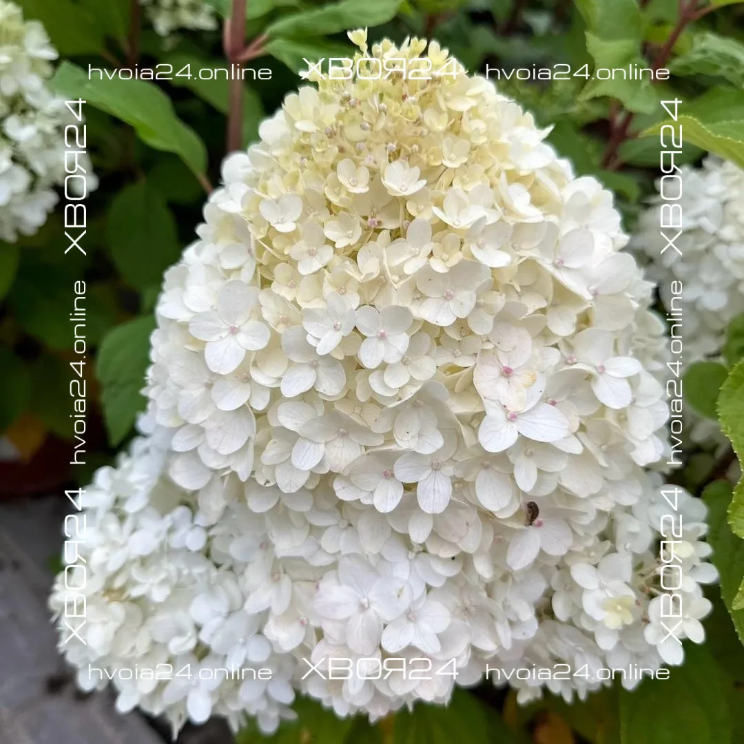  • ХВОЯ24