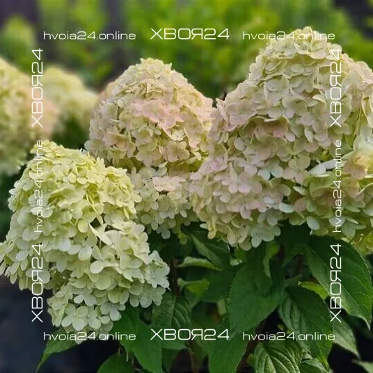  • ХВОЯ24