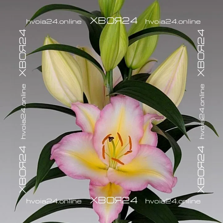  • ХВОЯ24