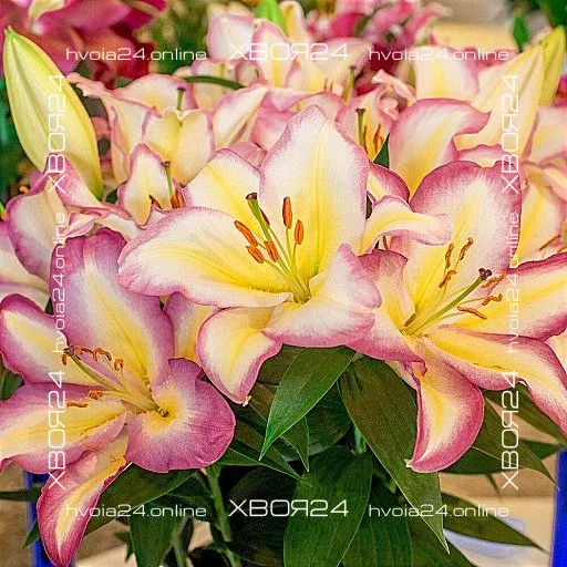  • ХВОЯ24