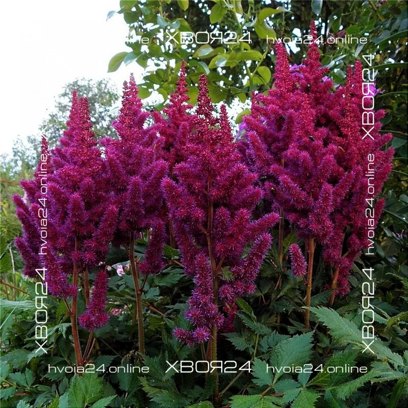  • ХВОЯ24