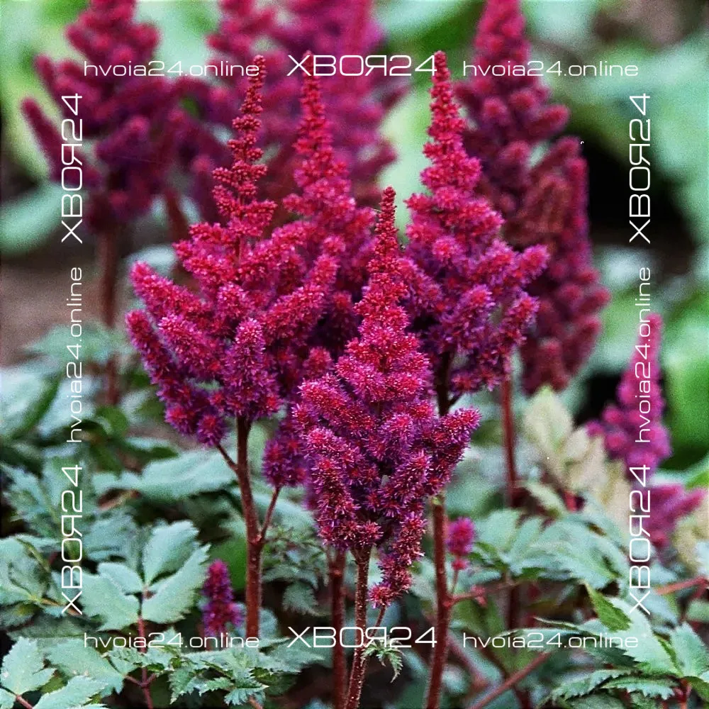  • ХВОЯ24