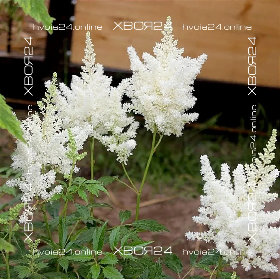  • ХВОЯ24
