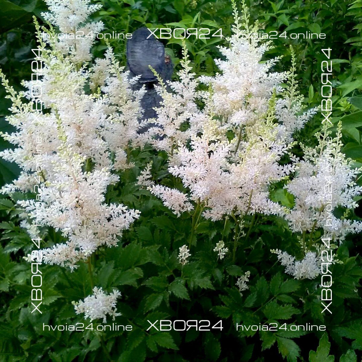 • ХВОЯ24
