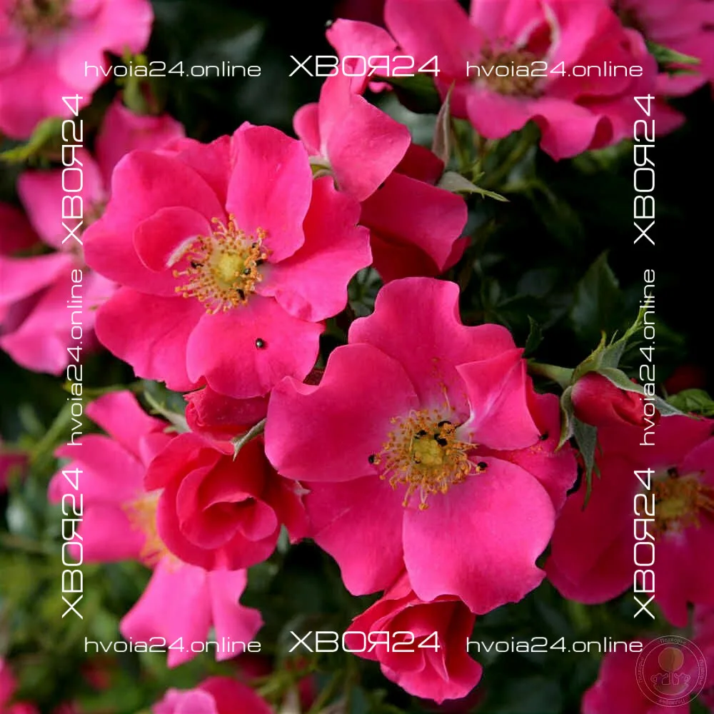  • ХВОЯ24