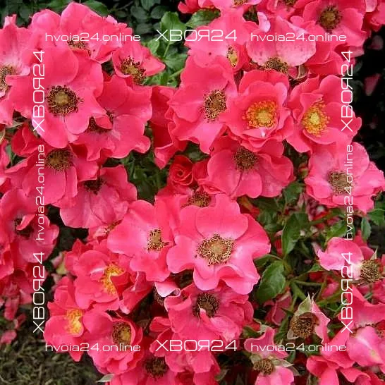  • ХВОЯ24