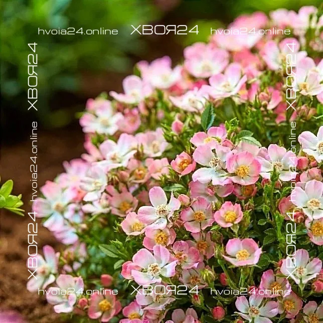  • ХВОЯ24