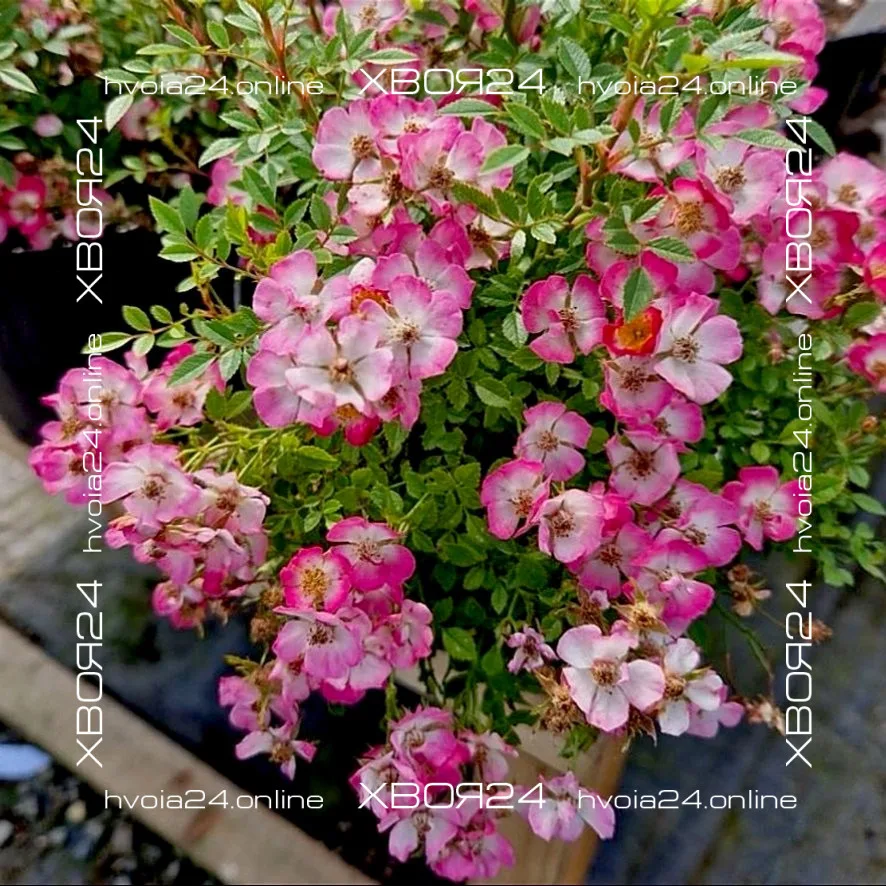  • ХВОЯ24
