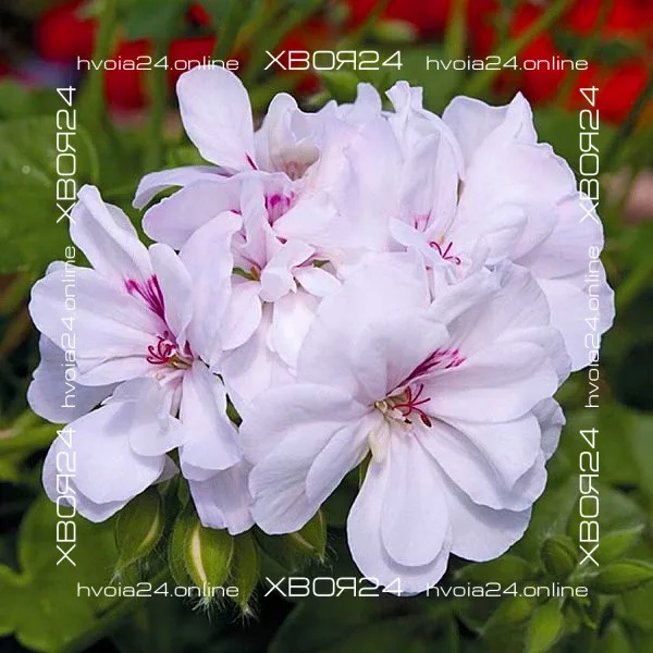  • ХВОЯ24