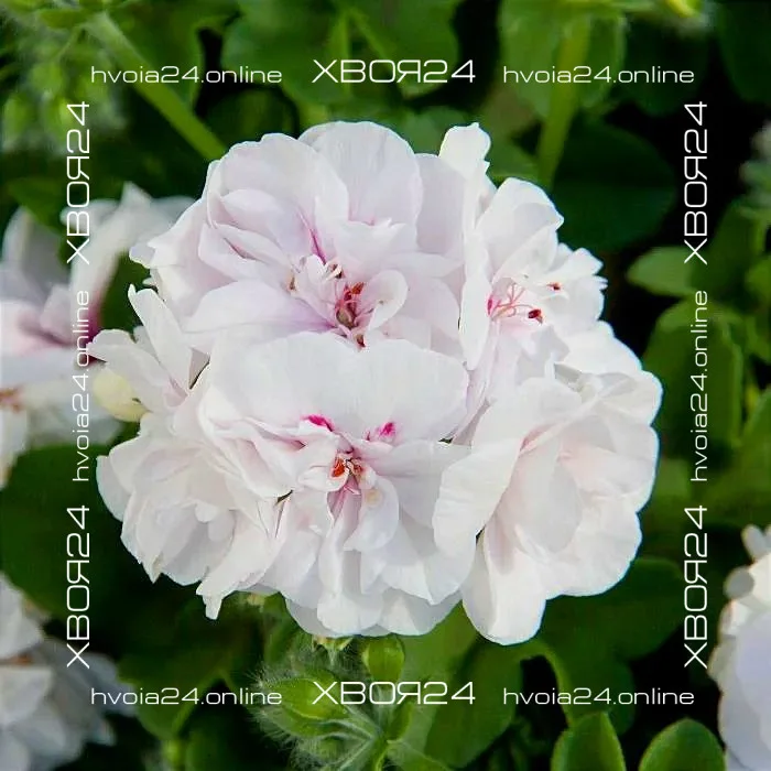  • ХВОЯ24