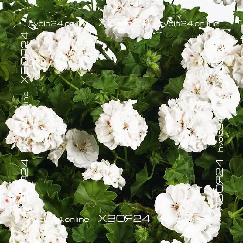  • ХВОЯ24