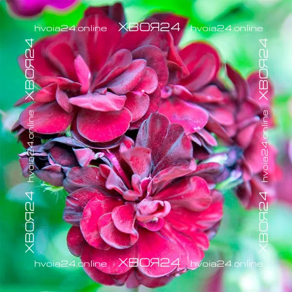  • ХВОЯ24