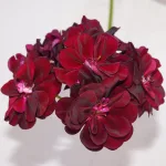  • ХВОЯ24