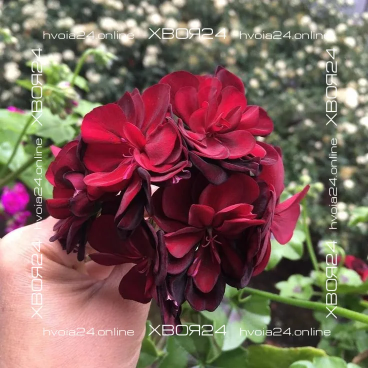  • ХВОЯ24