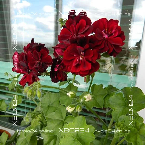 • ХВОЯ24
