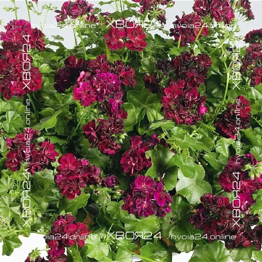  • ХВОЯ24
