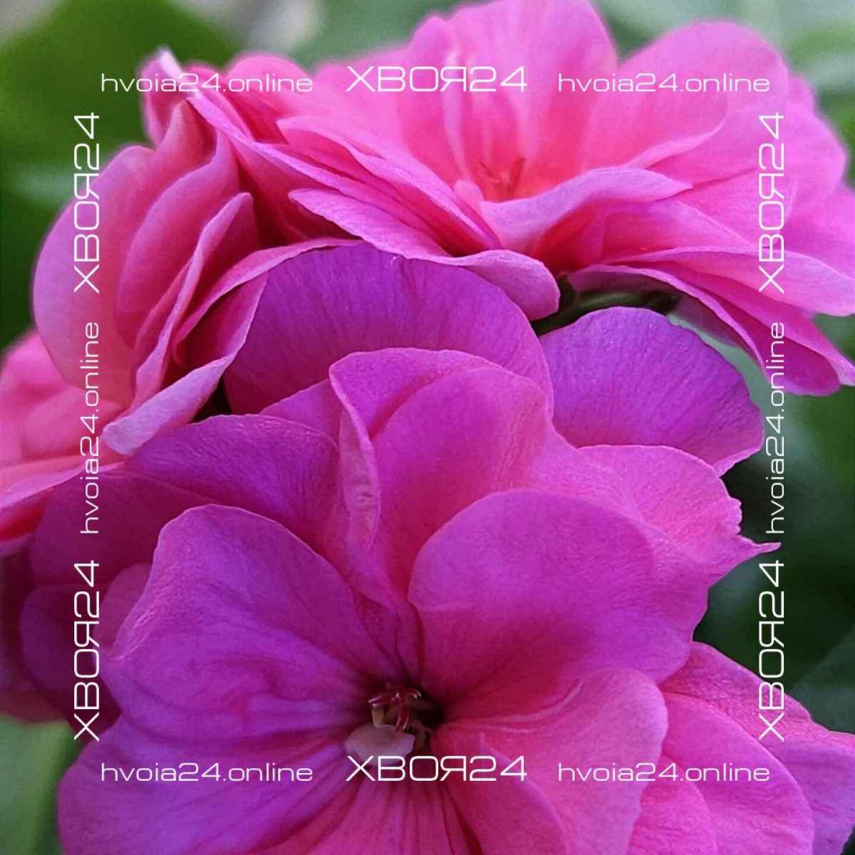  • ХВОЯ24