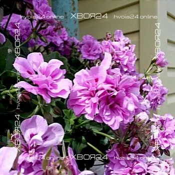  • ХВОЯ24
