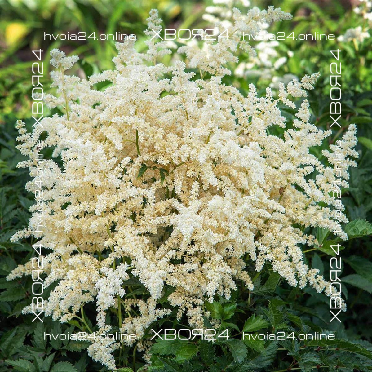  • ХВОЯ24