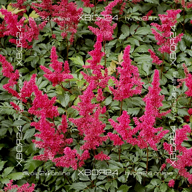  • ХВОЯ24