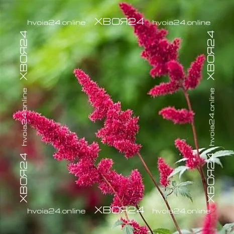  • ХВОЯ24