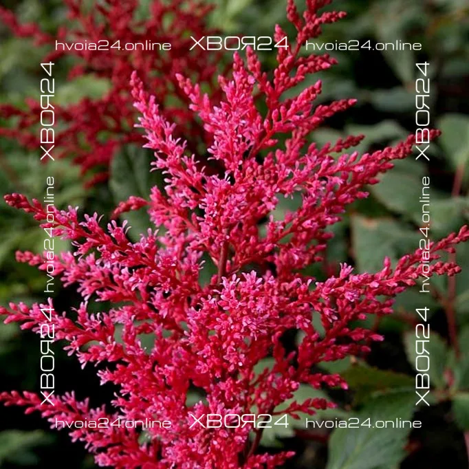  • ХВОЯ24