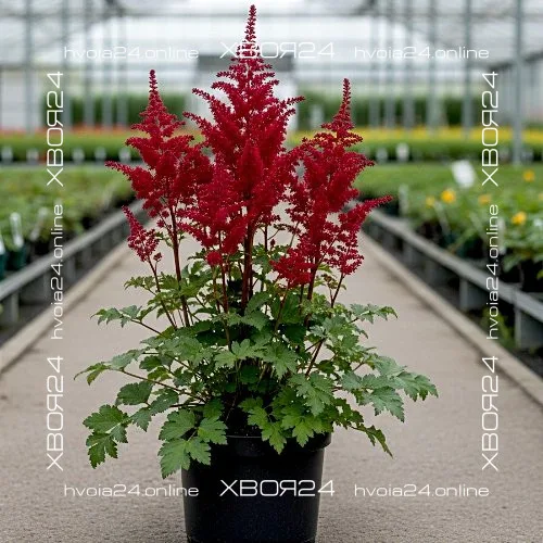  • ХВОЯ24