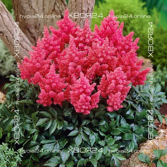  • ХВОЯ24