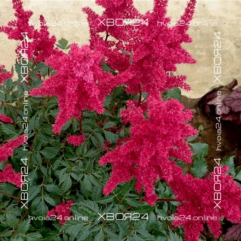  • ХВОЯ24
