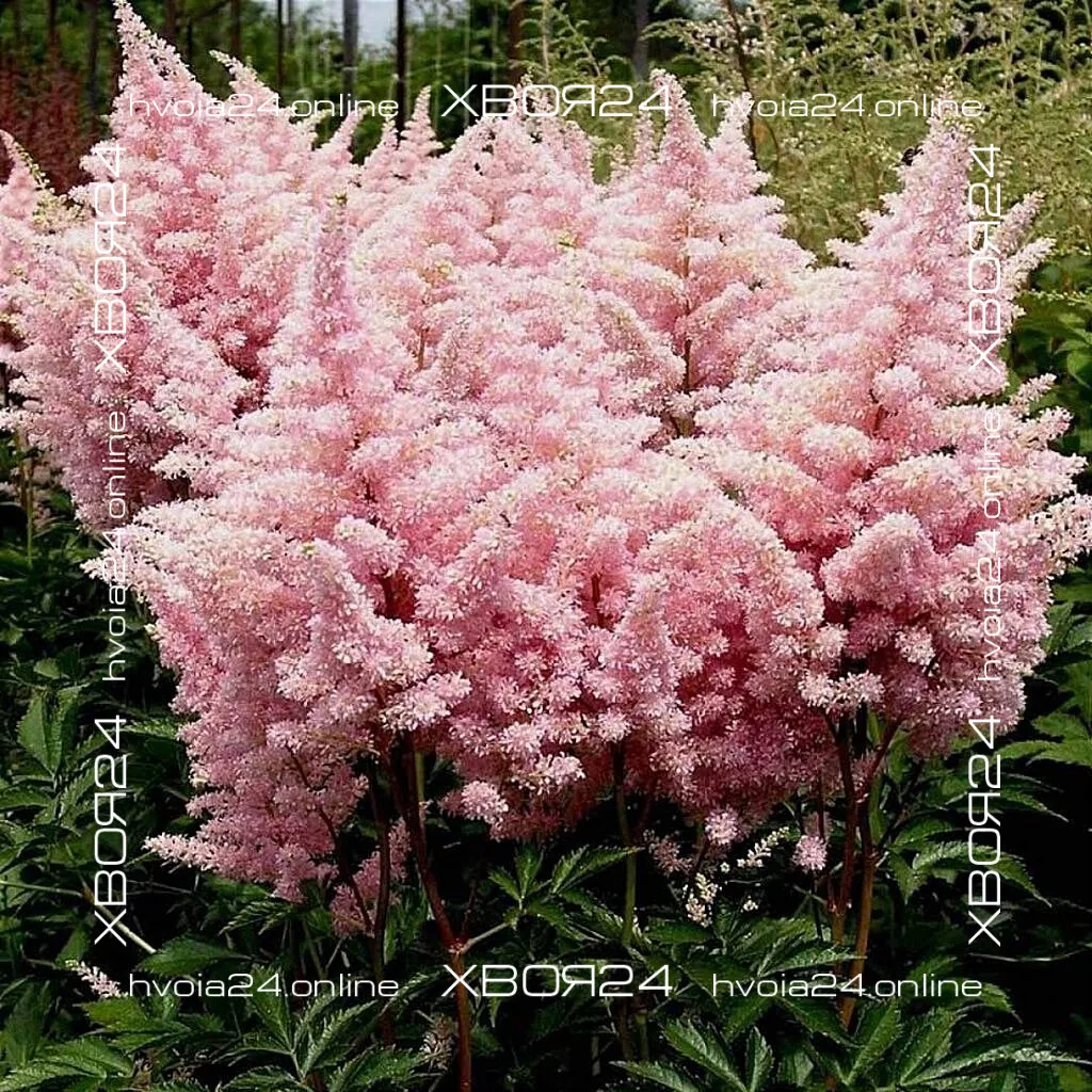  • ХВОЯ24