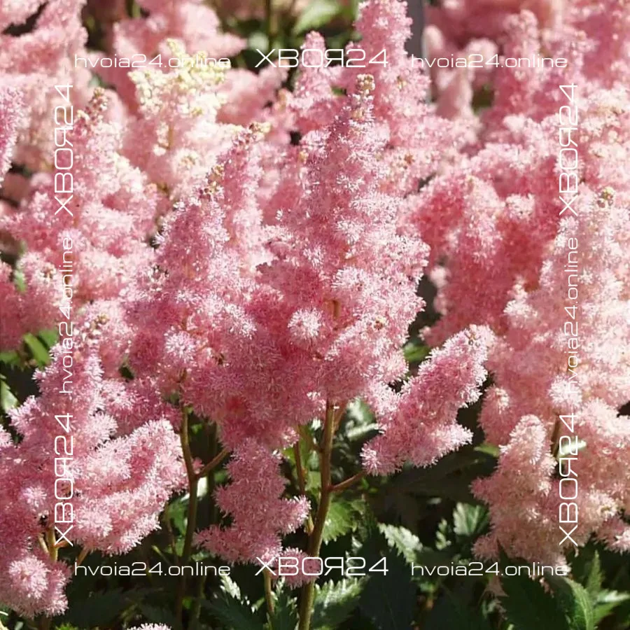  • ХВОЯ24