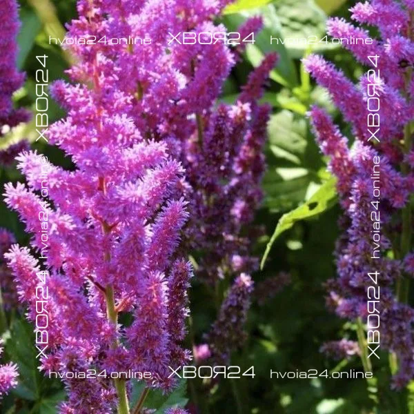  • ХВОЯ24