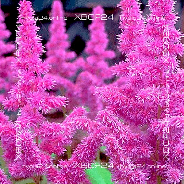  • ХВОЯ24